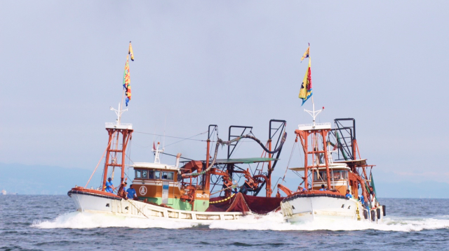 鮮度抜群のとれたてしらす！